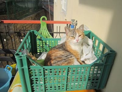 Scaloppine al marsala 8 IMG 1266