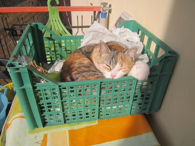 Scaloppine al marsala 7 IMG 1268