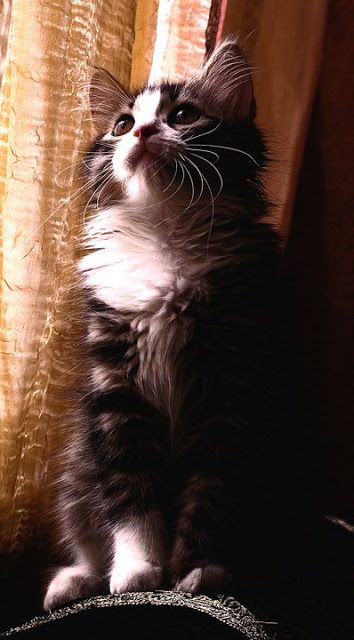 gatto