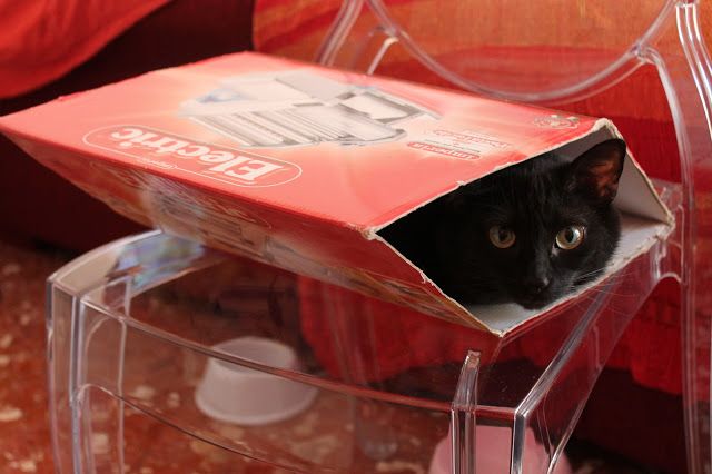 gatti scatole pazzi