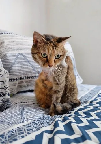 come adottare un gatto