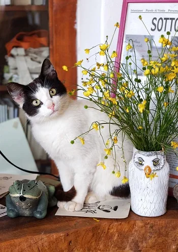 sterilizzazione gatto