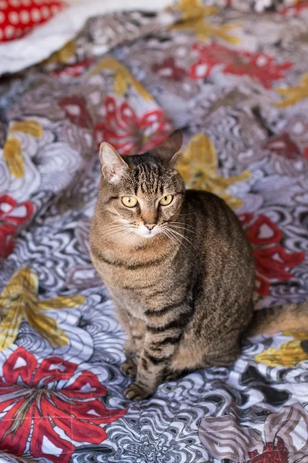 Insufficienza renale nel gatto